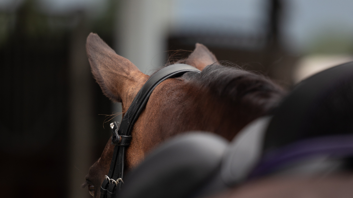 Why Rest Days Matter More Than You Think: For Your Horse and For You