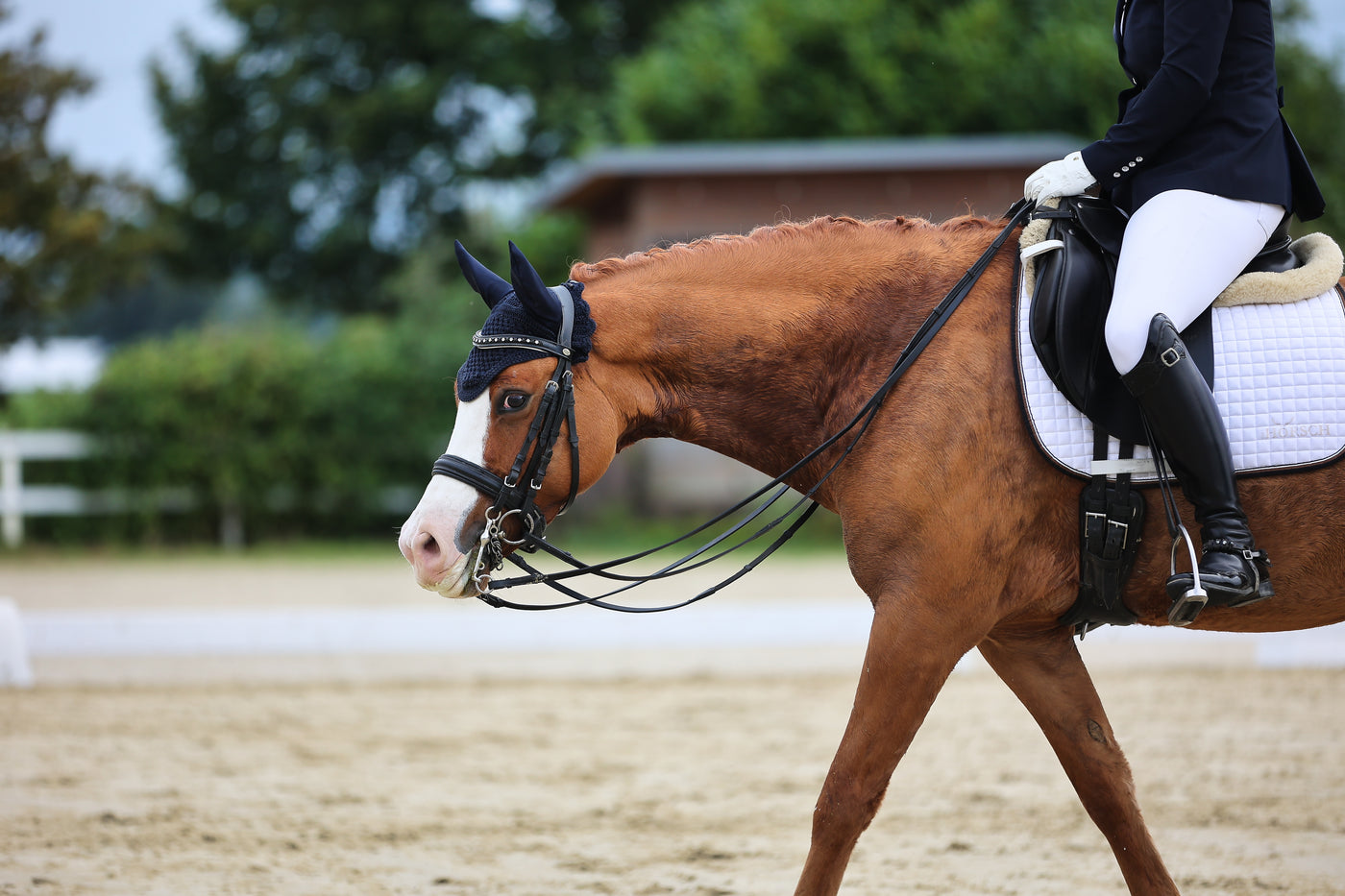 7 Quick tips for keeping your horse cool in hotter weather