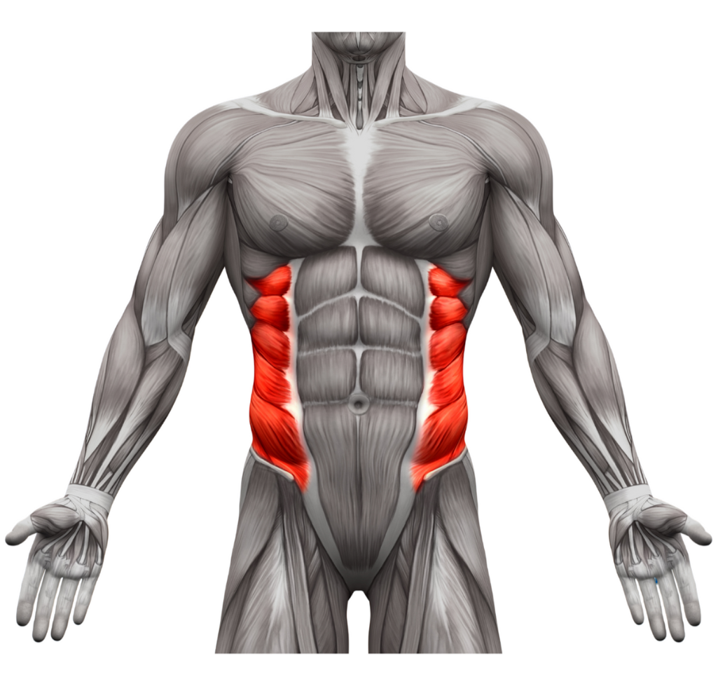 latissimus dorsi
